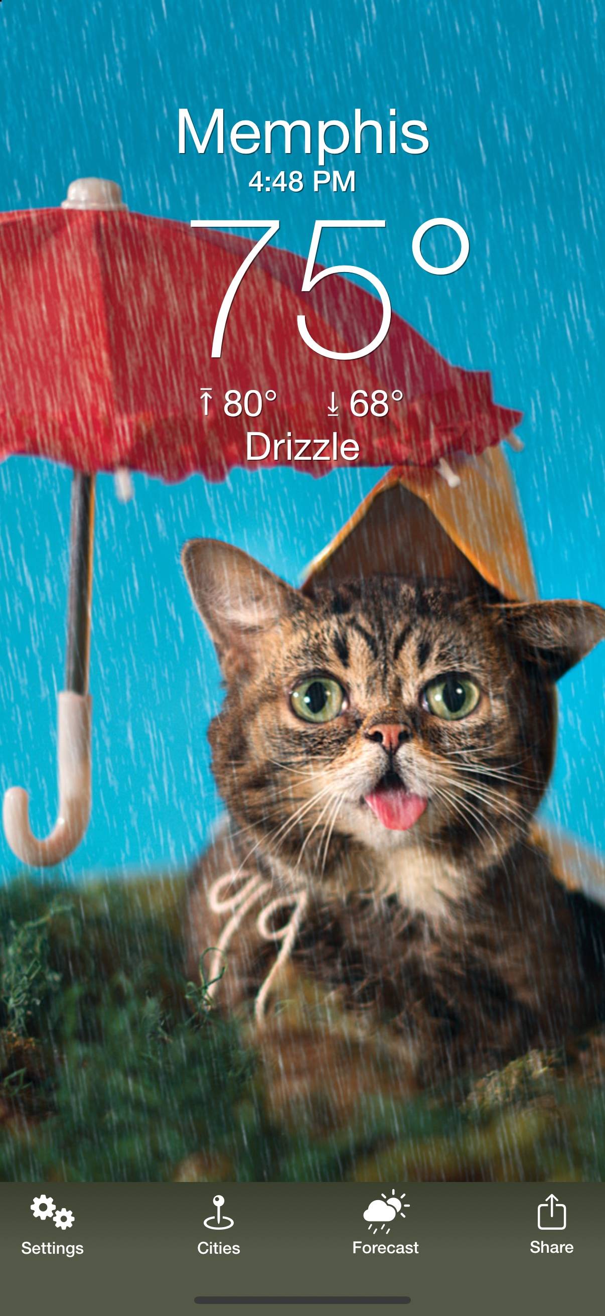 Weather Puppy: The Daily Meow