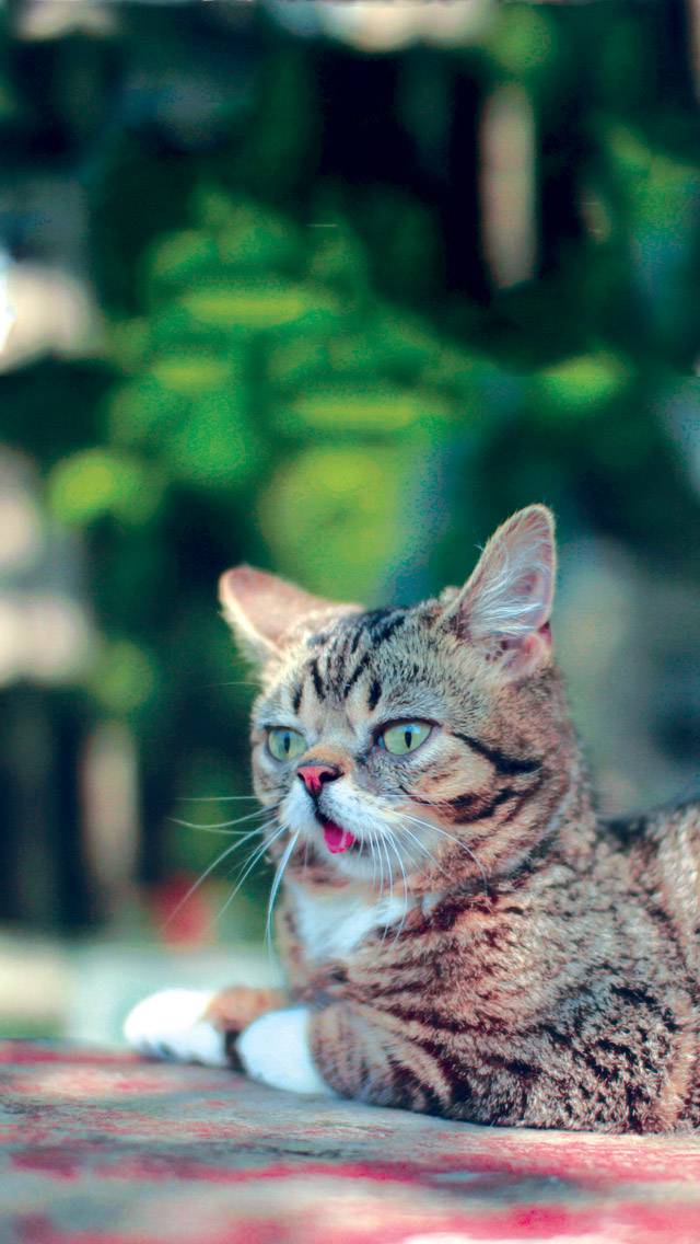 Lil BUB Weather for mostly cloudy weather