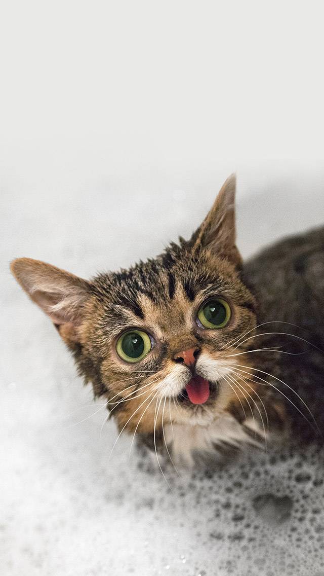 Lil BUB Weather showing rain weather