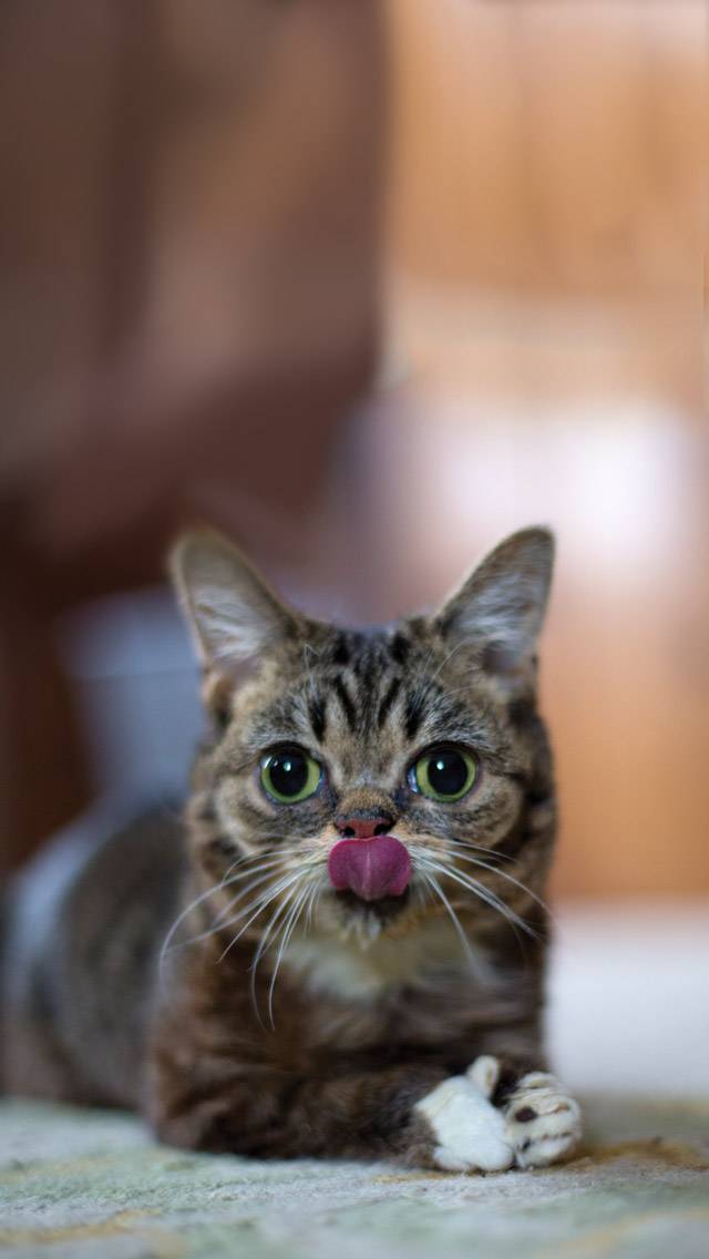 Lil BUB Weather showing snow weather