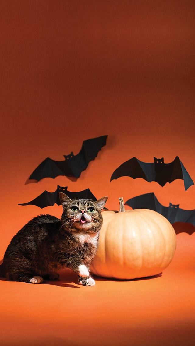 Lil BUB Weather for thunderstorm weather